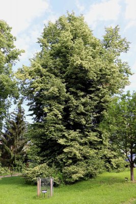 Tilia cordata - lípa srdčitá - celek v květu (43)